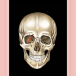 Easy Anatomy - Учи анатомию эффективно МОД полная версия